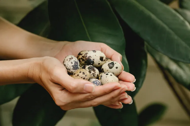 100 X Brown Quail Egg Cartons For 18 Eggs