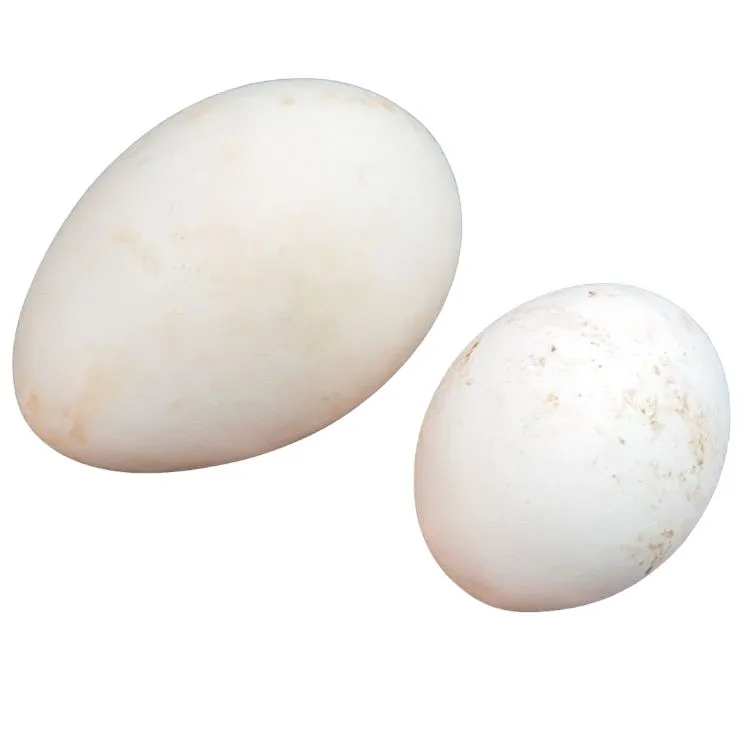 100 X Extra Large Clear Goose Egg Cartons For 4 Xl Eggs